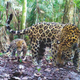 Illustration for article titled Our favorite photographs from this years BBC Camera-trap Photo of the Year competition